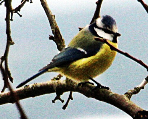 blaumeise-cyanistes-caeruleus-l-1758-19994.jpeg