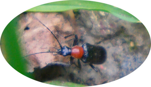 Ein kleinerer Bockkäfer mit auffälliger Färbung. Seine Entwicklung erfolgt im Totholz und später in der Laubschicht.
Im Sommer kann er gelegentlich beim Fraß von Pollen z. B. auf Doldenblütlern angetroffen werden.
http://de.wikipedia.org/wiki/Blauschwarzer_Kugelhalsbock

Aufnameort: Eiershausen Schwarzbachtal
Kamera: Medion Digitaler Full-Camcorder mit Touchscreen Medion Life