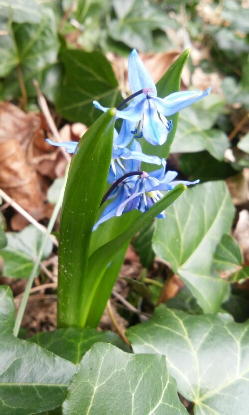 blaustern-scilla-bifolia-17019.jpeg