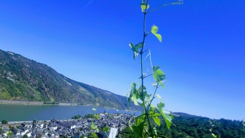 blick-auf-bacharach-23082.jpeg