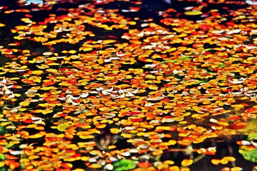 Ein Tümpel ist ein "Stillgewässer", das einem kleinen Weiher entsprechen - jedoch ggf. trocken fallen kann.
https://de.wikipedia.org/wiki/Tümpel

Aufnameort: Eiershausen
Kamera: Canon EOS 1300D