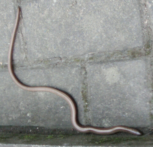 Die Blindschleiche gehört in Mitteleuropa zu den häufiger vorkommenden Arten von Reptilien.
http://de.wikipedia.org/wiki/Blindschleiche

Aufnameort: Eiershausen Garten
Kamera: Medion Digitaler Full-HD-Camcorder mit Touchscreen Medion Life