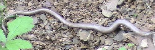 blindschleiche-anguis-fragilis-l-1758-1-13030.jpeg