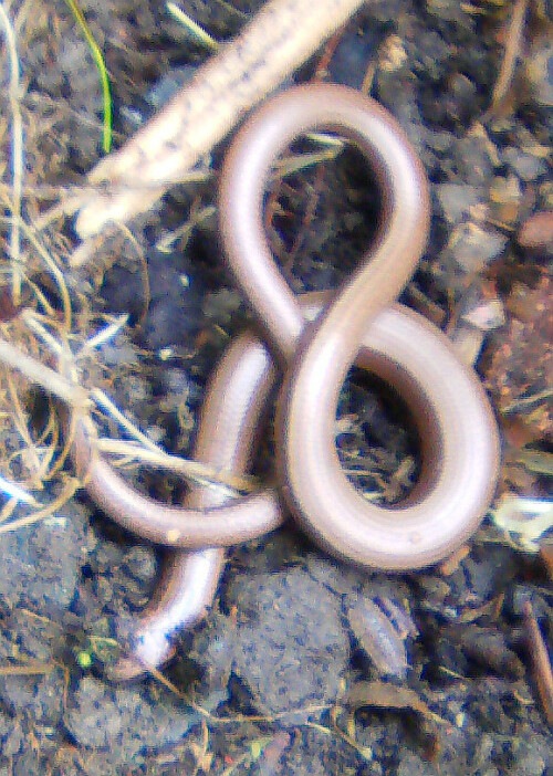 In Mitteleuropa sind Blindschleichen ziemlich häufige Reptilien.
http://de.wikipedia.org/wiki/Blindschleiche

Aufnameort: Eiershausen Garten
Kamera: Medion Digitaler Full-HD-Camcorder mit Touchscreen Medion Life