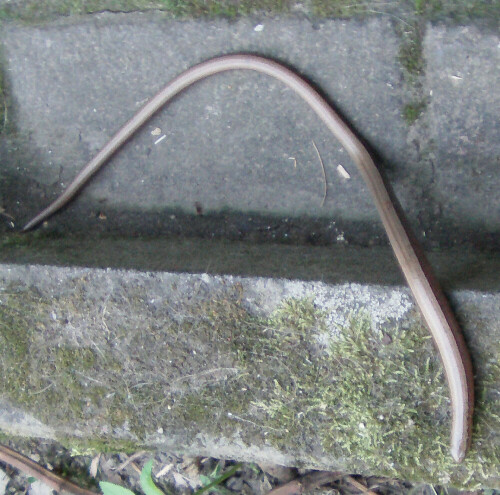 Eine Echse, die als Schleiche in Mitteleuropa recht häufig vorkommt.
http://de.wikipedia.org/wiki/Blindschleiche

Aufnameort: Eiershausen Garten
Kamera: Medion Digitaler Full-HD-Camcorder mit Touchscreen Medion Life