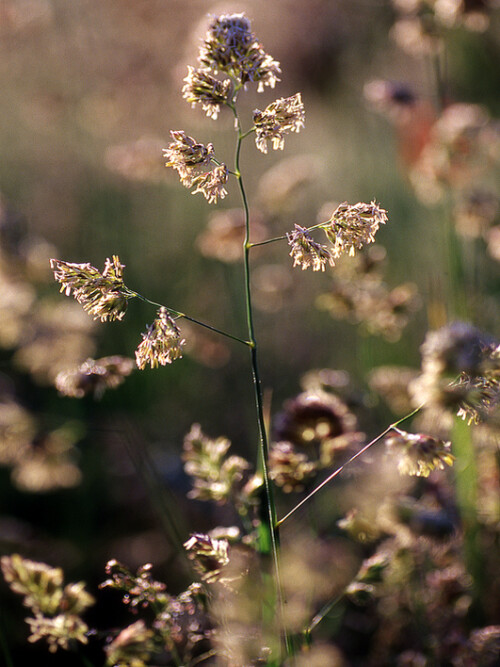 

Aufnameort: Alpenwiese in der Jachenau
Kamera: Nikon FM2