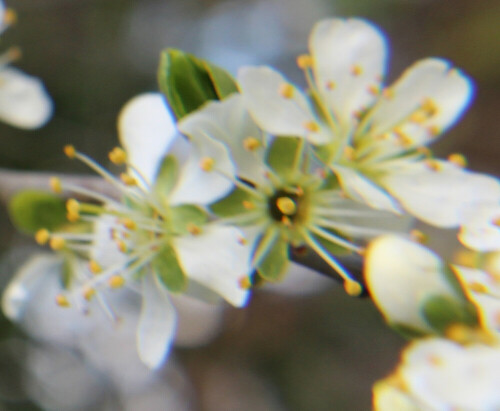 Der Schlehdornl gehört zur Familie der Rosengewächse(Rosaceae).
https://de.wikipedia.org/wiki/Schlehdorn

Aufnameort: Eiershausen Gartenzaun
Kamera: Canon EOS 700D