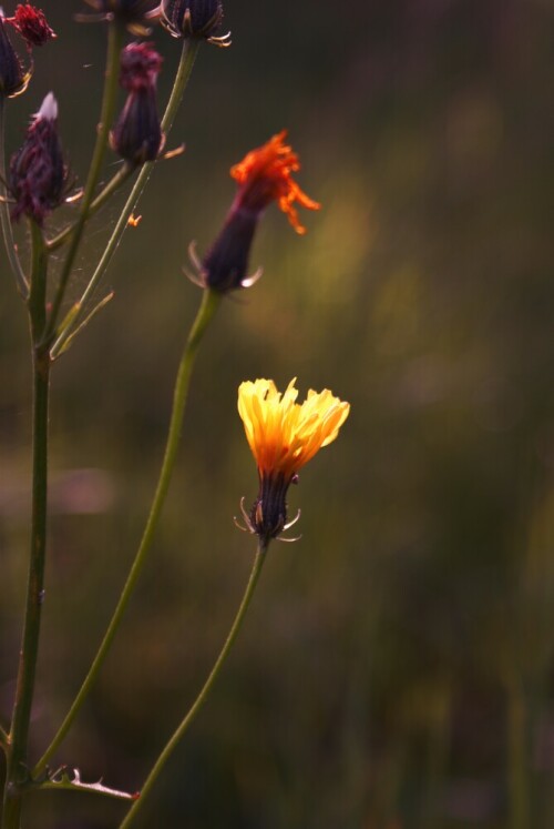 blume-im-spatsommer-3001.jpeg