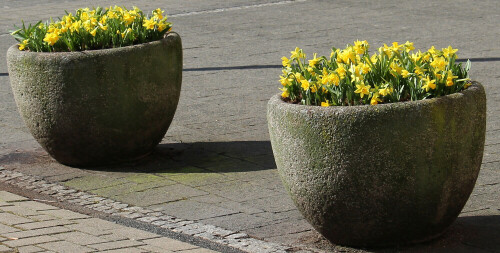 Blumenkübel - oft auch aus ästhetischen Gründen aufgestellt.
Die Osterglocke wird auch als gelbe Narzisse bezeichnet.
https://de.wikipedia.org/wiki/Gelbe_Narzisse

Videoclips zu jener Art:
https://www.youtube.com/watch
https://www.youtube.com/watch?v=zftRNFzQerA
https://www.youtube.com/watch?v=-F9njfN6kHI
https://www.youtube.com/watch?v=PJUbIcS86Ow
u. a.

Aufnameort: Biedenkopf
Kamera: Canon EOS 700D