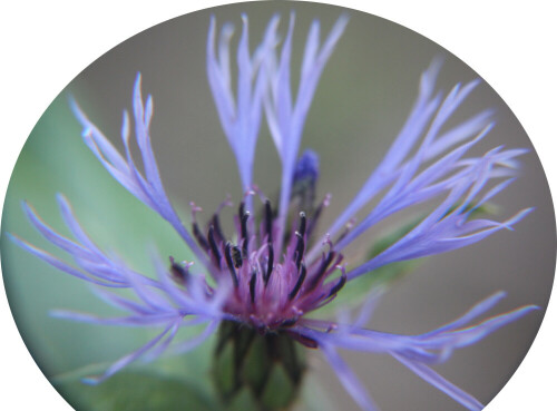 blute-der-berg-flockenblume-centaurea-montana-l-17574.jpeg