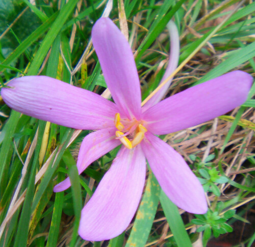 blute-der-herbstzeitlosen-colchicum-autumnale-l-10780.jpeg