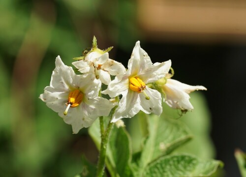 Die Kartoffelpflanze hat eine schöne Blüte. Als der Nutzen der Knollen noch nicht erkannt war, haben Botaniker Kartoffeln nur wegen der schönen Blüten angebaut.

Aufnameort: Merheimer Gärten Köln
Kamera: Sony Alpha 7/II