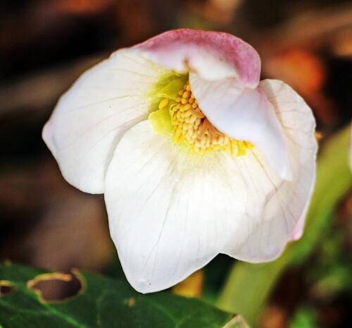 Die Schneerose gehört zu den Hahnenfußgewächsen(Ranunculaceae).
https://de.wikipedia.org/wiki/Schneerose

Aufnameort: Eiershausen Garten
Kamera: Canon EOS 1300D