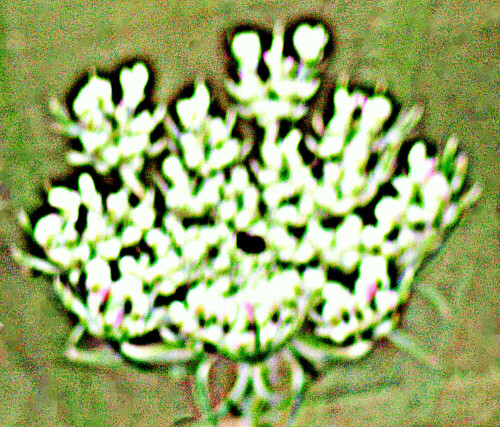 Die Wilde Möhre(Daucus carota) gehört zur Familie der Doldenblütler
(Apiaceae).
https://de.wikipedia.org/wiki/Wilde_Möhre

Aufnameort: Lohmühlenweiher Wiesen im Nordosten
Kamera: Canon EOS 1300D