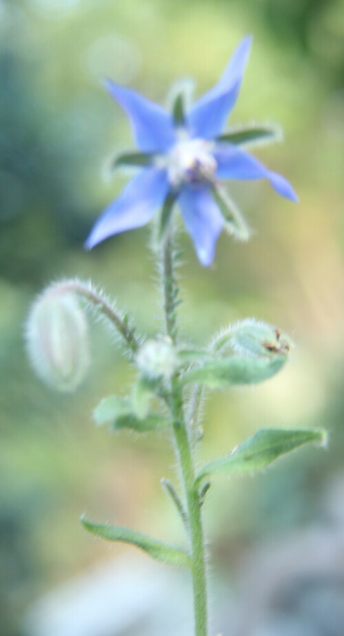 blute-des-borretschs-borago-officinalis-l-17939.jpeg