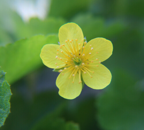 blute-des-gold-fingerkrautes-potentilla-aurea-l-17097.jpeg