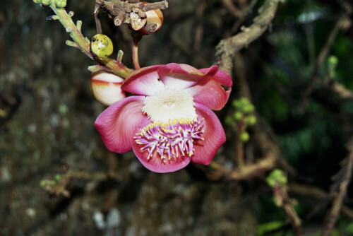 

Aufnameort: Botanischer Garten Kandy Sri Lanka
Kamera: Minolta 3xi