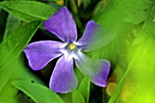 Das Kleine Immergrün gehört zur Familie der Hundsgiftgewächse(Apocynaceae). Das Immergrün bildet einen niedrigen, immergrünen Halbstrauch(Chamaephyt).
Immergrün ist eine Giftpflanze(dies betrifft alle Pflanzenanteile), die mehr als 40 Alkaloide beinhalten kann.
Früher galt es als Heilpflanze. Es wurde jedoch verboten, als bekannt wurde, dass Nebenkomponenten Schäden im Blut verursachen.
https://de.wikipedia.org/wiki/Kleines_Immergrün

Aufnameort: Eiershausen Straßenrabatte An der Lei 12
Kamera: Canon EOS 700D