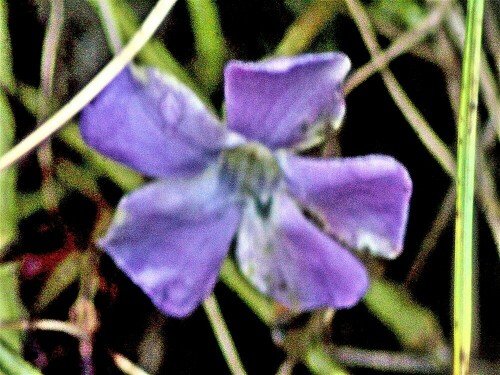 Das Kleine Immergrün gehört zu den Hundsgiftgewächsen(Apocyanaceae).
https://de.wikipedia.org/wiki/Kleines_Immergrün
(Ob jene Pflanze auch Sinn- bzw. Leitbild für eine Natur werden könnte?!)

Aufnameort: Eiershausen Garten
Kamera: Canon EOS 1300D