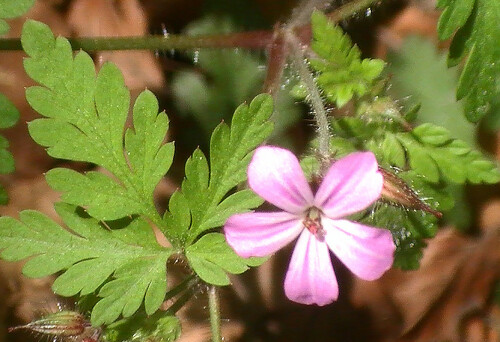 blute-des-ruprechtskrautes-geranium-robertianum-l-12763.jpeg