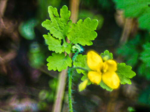 blute-des-schollkrautes-chelidonium-majus-l-24766.jpeg