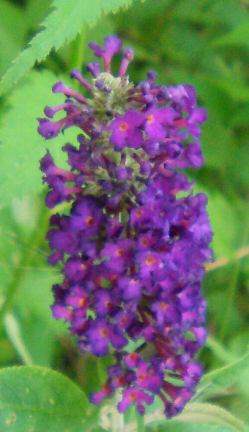 blute-des-sommerflieders-buddleja-davidii-franch-13153.jpeg