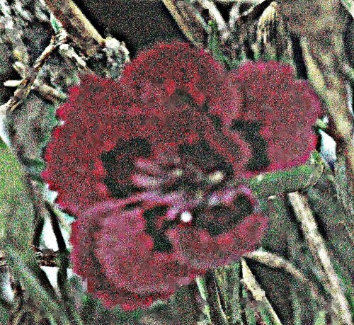 blute-einer-bartnelke-dianthus-barbartus-l-29285.jpeg