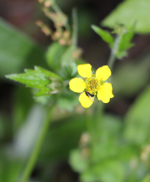 Die echte Nelkenwurz gehört zu den Rosengewächsen(Rosaceae).
Früher wurde sie als Heilkraut z. B. als "Benediktinerkraut" genutzt und hiermit den heiligen St. Benedikt geehrt.
Ihre Wurzel(Rhizom) enthält Nelkenöl.
https://de.wikipedia.org/wiki/Echte_Nelkenwurz

https://www.youtube.com/watch?v=lhQ7QOvCh9s
https://www.youtube.com/watch?v=IhWVC-aUM2A
https://www.youtube.com/watch?v=UPsxQ_W8_Hc
https://www.youtube.com/watch?v=vBgELvb1WZE
https://www.youtube.com/watch?v=oYSJvHJm5PE
u. a.

Aufnameort: Eiershausen Garten
Kamera: Canon EOS 700D