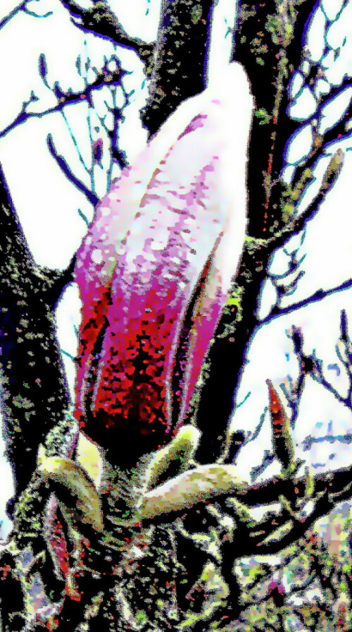 Die Purpur-Magnolie stammt aus China.
https://de.wikipedia.org/wiki/Purpur-Magnolie

Aufnameort: Eiershausen Garten
Kamera: Medion Camcorder