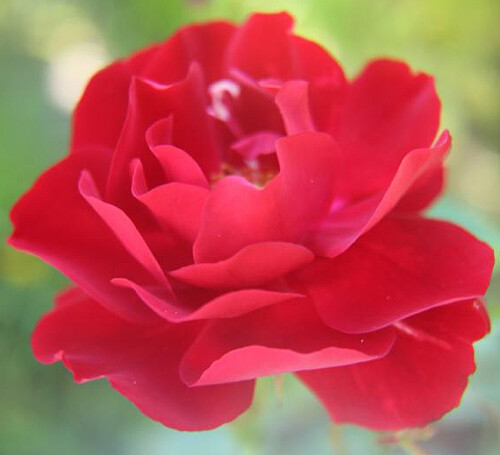 Gartenrosen werden wilden Rosen gegenübergestellt.
(Es handelt sich aber um keinen systematische Unterteilung.)
https://de.wikipedia.org/wiki/Rosenklassen#Gartenrosen

Aufnameort: Eiershausen Garten
Kamera: Canon EOS 700D