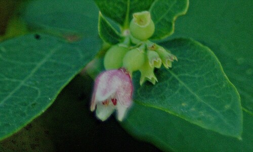 Die Gewöhnliche Schneebeere gehört zur Familie der Geißblattgewächse(Caprifoliaceae)  und ist in Nordamerika wie Mexiko beheimatet. Eine Art kommt in China vor.
https://de.wikipedia.org/wiki/Schneebeeren


Aufnameort: Eiershausen Straßenböschung
Kamera: Canon EOS 1300D