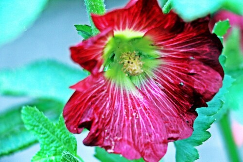 blute-einer-gewohnlichen-stockrose-alcea-rosea-l-19347.jpeg