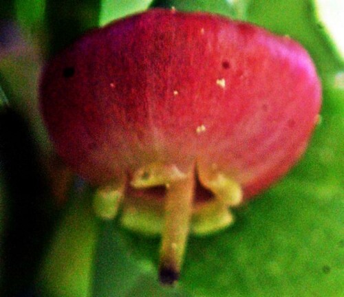 Die Heidelbeere gehört zu den Heidekrautgewächsen(Ericaceae).
https://de.wikipedia.org/wiki/Heidelbeere

Aufnameort: Eiershausen Waldrand Hirschberg
Kamera: Canon EOS 1300D