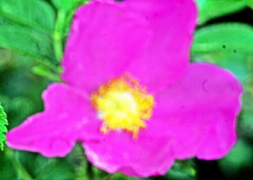 blute-einer-kartoffelrose-rosa-rugosa-thunb-20752.jpeg