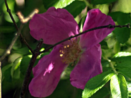 blute-einer-kartoffelrose-rosa-rugosa-thunb-28726.jpeg