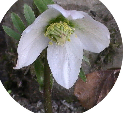 blute-einer-schneerose-helleborus-niger-l-13032.jpeg