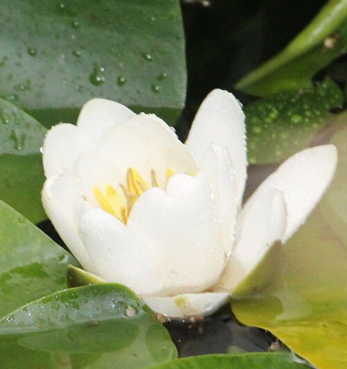 Die Weiße Seerose kommt aus Europa und braucht nährstoffreiche Gewässer.
https://de.wikipedia.org/wiki/Wei%C3%9Fe_Seerose

Aufnameort: Eiershausen Garten
Kamera: Canon EOS 700D