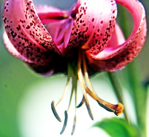 Eine Lilienart, die meist am Abend und in der Nacht einen süßlichen Duft erzeugt, der Schwärmer(Sphigidae) und andere langrüsseligen Falter anlockt. Das Taubenschwänzchen(Macroglossum stellatarum) gehört auch zu seinen Bestäubern.  
https://de.wikipedia.org/wiki/Türkenbund
https://de.wikipedia.org/wiki/Türkenbund

Aufnameort: Eiershausen Garten
Kamera: Canon EOS 1300D