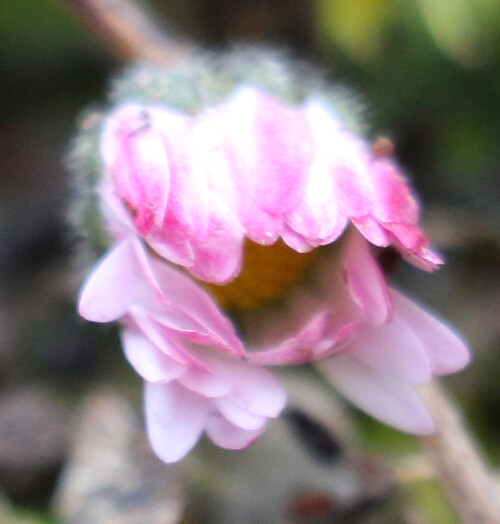 (Sie ähnelt etwas einer Kleinausgabe einer Margeritenblume.)
Gänseblümchen kommen häufig auf Rasenflächen vor und sind daher ziemlich bekannt.
https://de.wikipedia.org/wiki/Gänseblümchen

Videoclip hierzu:
https://www.youtube.com/watch?v=W40qGhDEMbY

Aufnameort: Eiershausen Gemeindewiese
Kamera: Canon EOS 700D