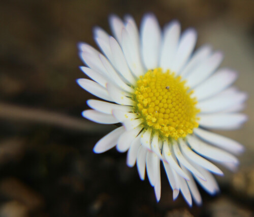 blute-eines-ganseblumchens-bellis-perennis-l-16711.jpeg