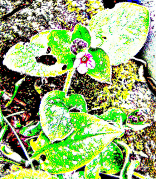 Das Gefleckte Lungenkraut gehört zur Familie der Raublattgewächse
(Boraginaceae).
https://de.wikipedia.org/wiki/Geflecktes_Lungenkraut

Aufnameort: Eiershausen Garten
Kamera: Medion Camcorder