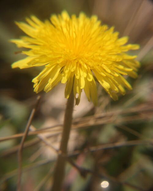 Auch als "Kuhblume" volkstümlich bekannt. 
Der Gewöhnliche Löwenzahn weist auf Fettwiesen wie Weiden hin, wobei er auch als einen Hinweis von Überdüngung gewertet werden kann.
https://de.wikipedia.org/wiki/Gewöhnlicher_Löwenzahn

Aufnameort: Eiershausen Garten
Kamera: Camcorder Medion