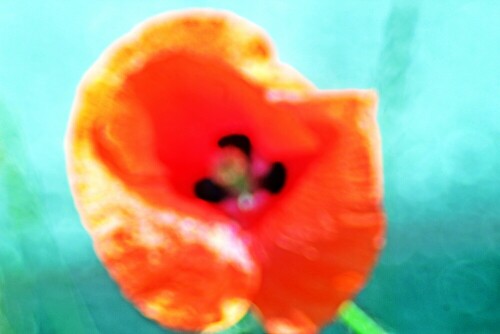 blute-eines-klatschmohn-papaver-rhoeas-l-19208.jpeg