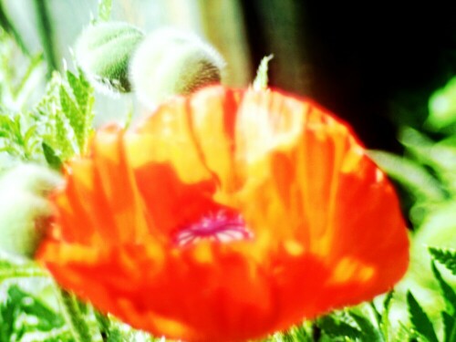 blute-eines-klatschmohns-papaver-rhoeas-l-28631.jpeg