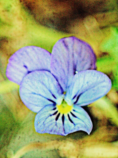 Dünen-Stiefmütterchen(var. maritima)
https://de.wikipedia.org/wiki/Wildes_Stiefm%C3%BCtterchen#/media/Datei:Fio%C5%82ek_tr%C3%B3jbarwny_Viola_tricolor_var._maritima.jpg

Aufnameort: Eiershausen Vorgarten
Kamera: Canon EOS 1300D