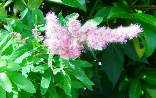 blute-eines-spierstrauches-spiraea-salicifolia-l-12043.jpeg