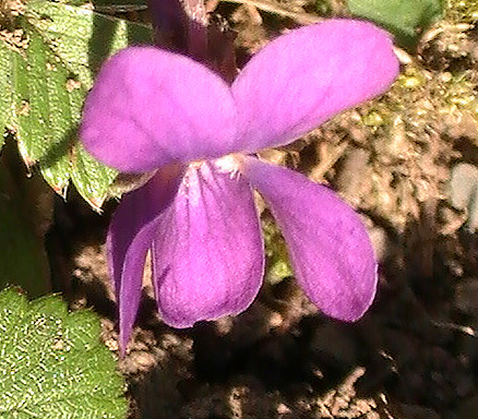 Hier gibt es manche ähnliche Art Veilchen.
http://de.wikipedia.org/wiki/Wald-Veilchen

Aufnameort: Eiershausen Hirschbergwald
Kamera: Medion Digitaler Full-HD-Camcorder mit Touchscreen Medion Life