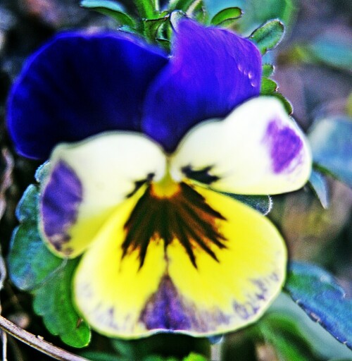 Das Garten-Stiefmütterchen zeigt durch Züchtungen eine Vielfalt von Farben, Schattierungen sowie Formen.
https://de.wikipedia.org/wiki/Garten-Stiefmütterchen

Aufnameort: Eiershausen Garten
Kamera: Canon EOS 1300D