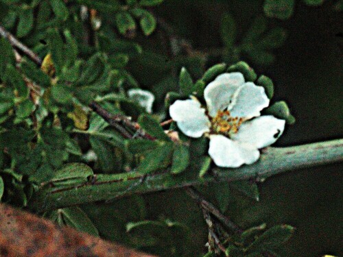 Funde von des Fingerstrauches(Potentilla fruticosa(L.)) können vereinzelt circumpolar erfolgen. Es handelt sich aber nicht um ein geschlossenes Verbreitungsgebiet, sondern um disjunkte(unregelmäßige) Vorkommen.
https://de.wikipedia.org/wiki/Fingerstrauch

Aufnameort: Eiershausen Straßenrabatte
Kamera: Canon EOS 1300D