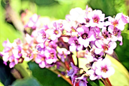 Bergenien stammen aus Zentralasien(Afghanistan) über den Himalaya bis hin nach China. Ihre Standorte bilden mittlere oder höhere Lagen im Gebirge. Bergenien gehören zur Familie der Steinbrechgewächse(Saxifragaceae).
https://de.wikipedia.org/wiki/Bergenien

Aufnameort: Eiershausen Garten
Kamera: Canon EOS 700D